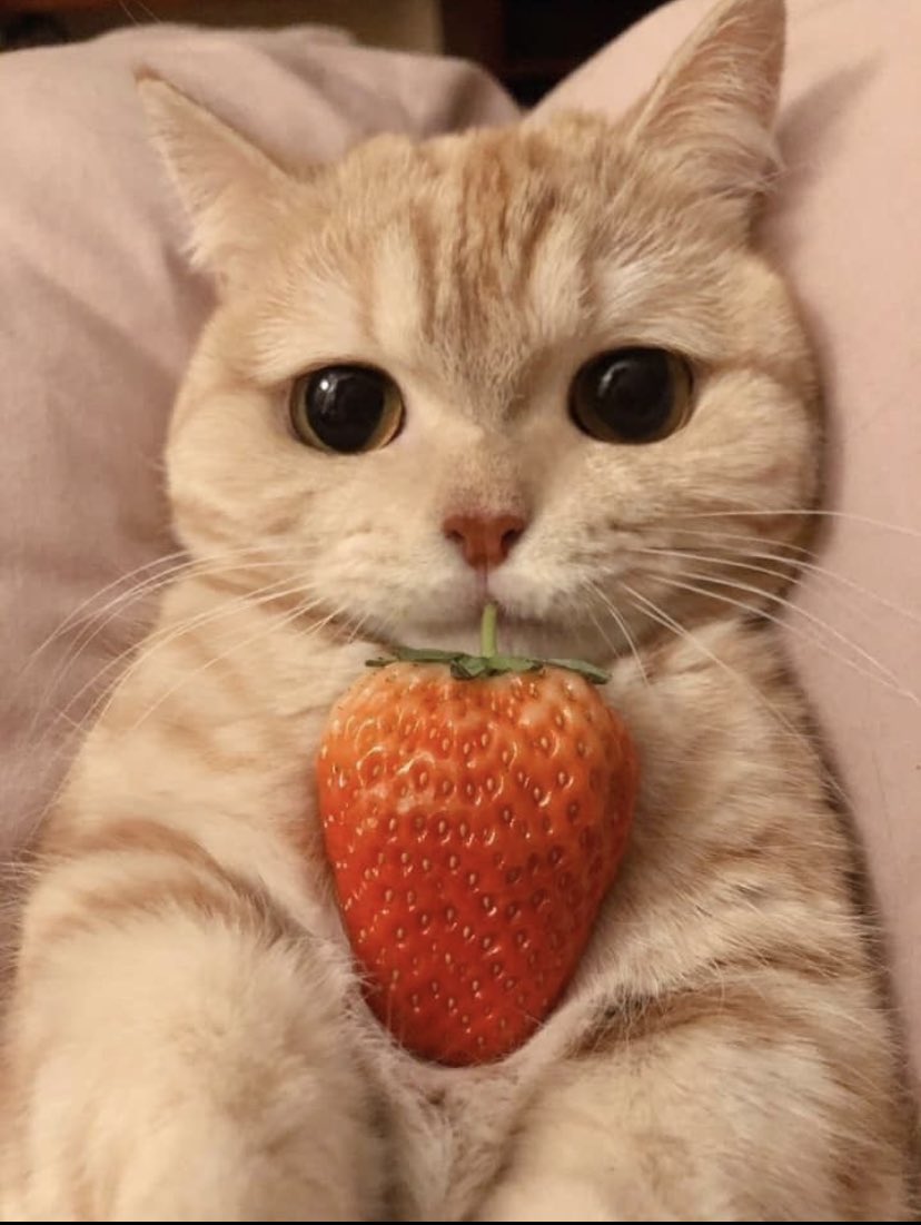 strawberry cat is here to say i love you — [♡] ;