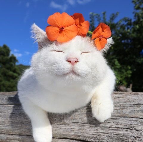 flower crown cat is so proud of your accomplishments — [♡] ;