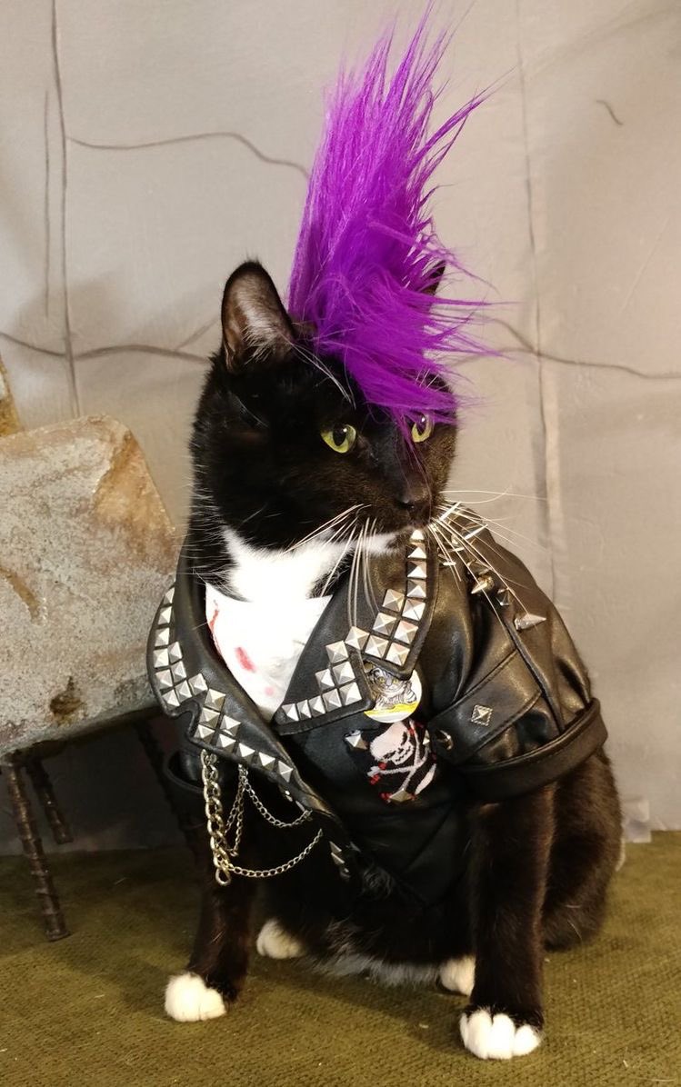 punk cat says its amazing how brave you are — [♡] ;