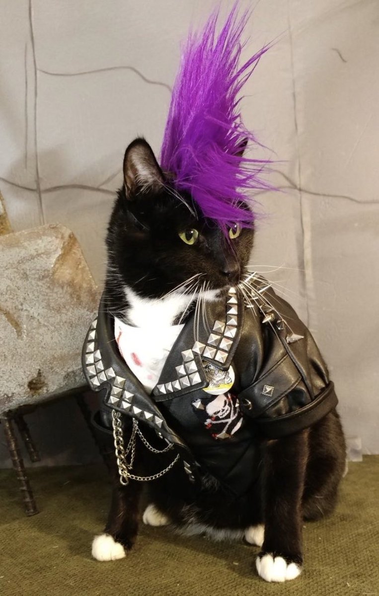 punk cat says its amazing how brave you are — [♡] ;
