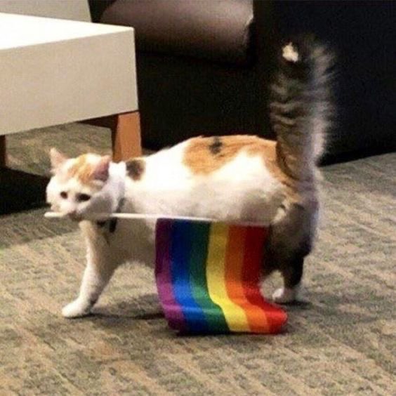 pride flag cat says you are super valid — [♡] ;