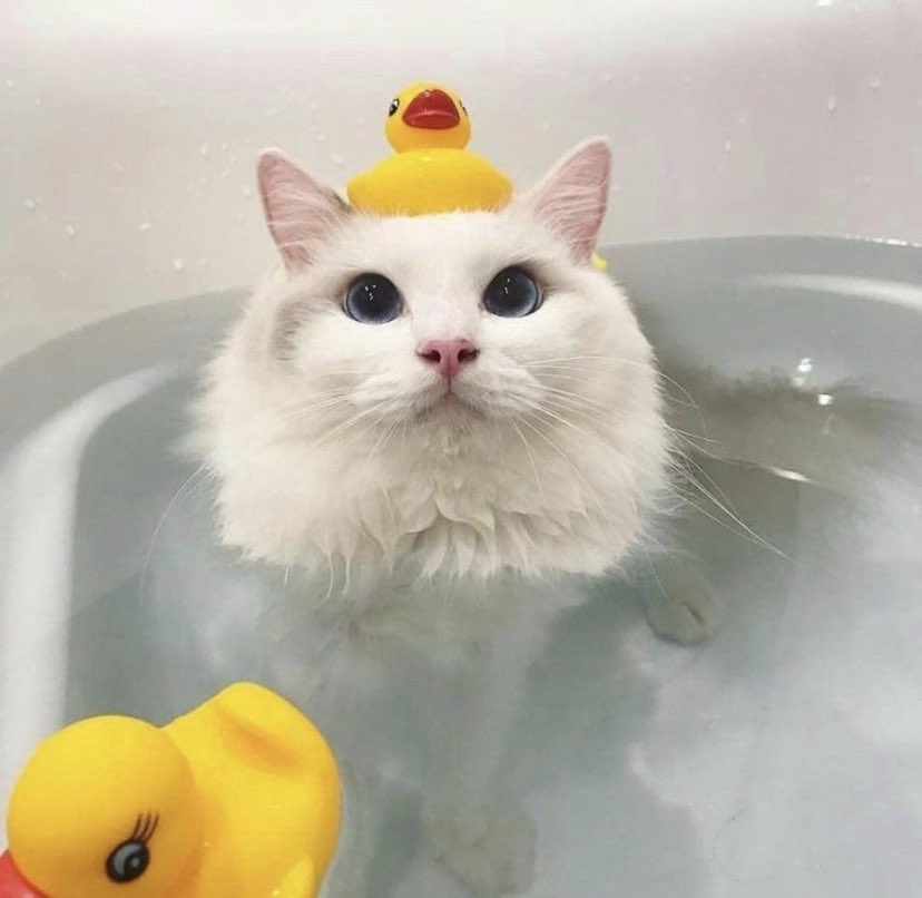 and last but not least ducky cat says that you’re doing incredible and everything will be okay — [♡] ;