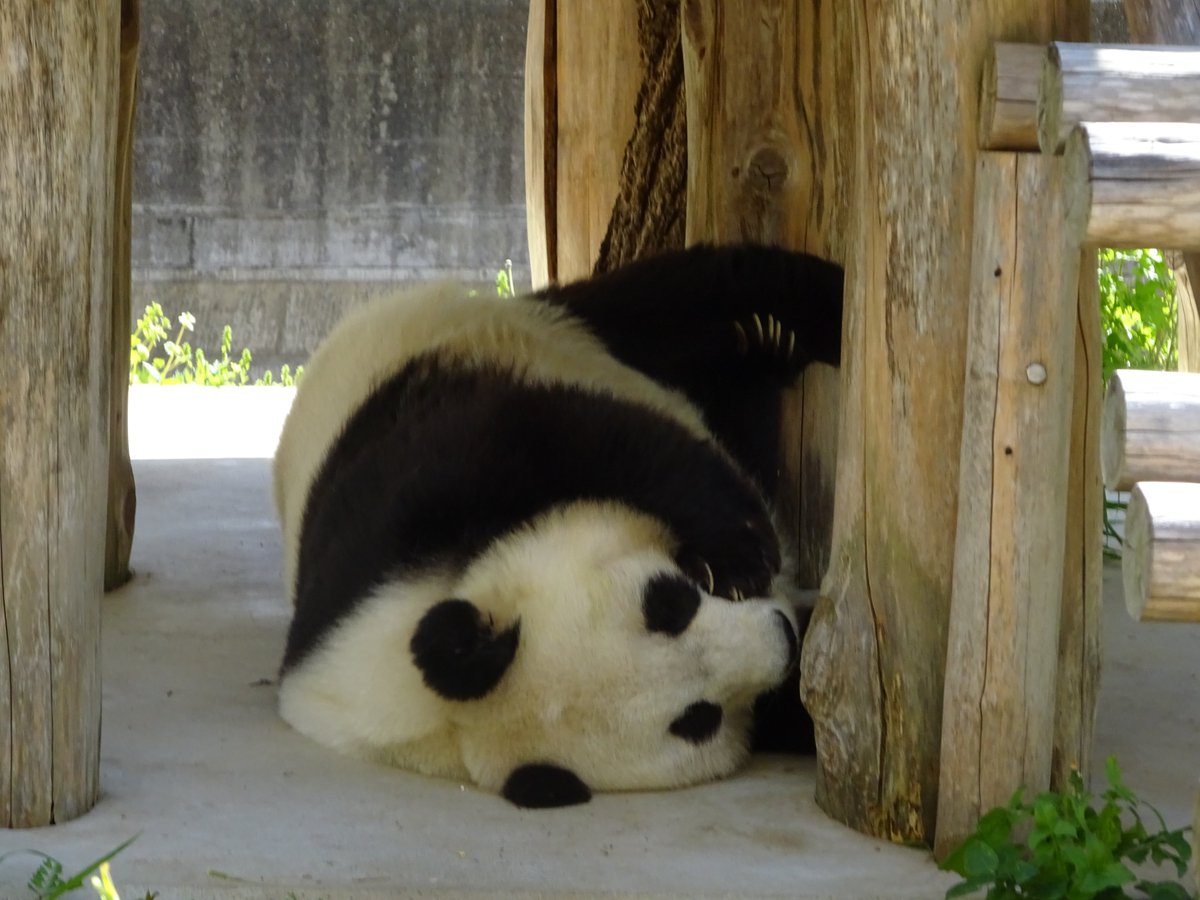 神戸市立王子動物園 公式 S Tweet たんたんさん お休み中です きょうのタンタン 王子動物園 ジャイアントパンダ Trendsmap