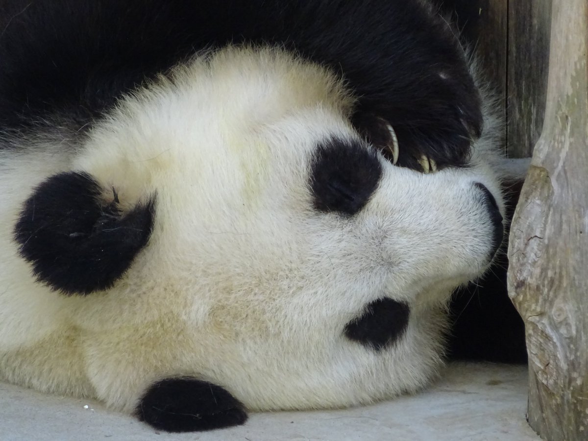 神戸市立王子動物園 公式 S Tweet たんたんさん お休み中です きょうのタンタン 王子動物園 ジャイアントパンダ Trendsmap