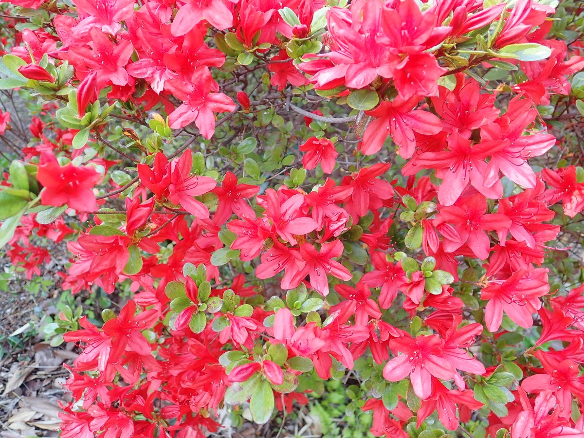 神代植物公園 ニュース V Twitter スタッフより 園芸係 つつじ園のツツジ 本霧島 ほんきりしま の花が見ごろです 本霧島 は 真紅の花を咲かせる品種 江戸期の正保年間 1644 1648 に薩摩国霧島山中より出て 大坂へ そこで5本に増殖され 神代植物公園 ニュース V Twitter スタッフより 園芸係 つつじ園のツツジ 本霧島 ほんきりしま の花が見ごろです 本霧島 は 真紅の花を咲かせる品種 江戸期の正保年間 1644 1648 に薩摩国霧島山中より出て 大坂へ そこで5本に増殖され