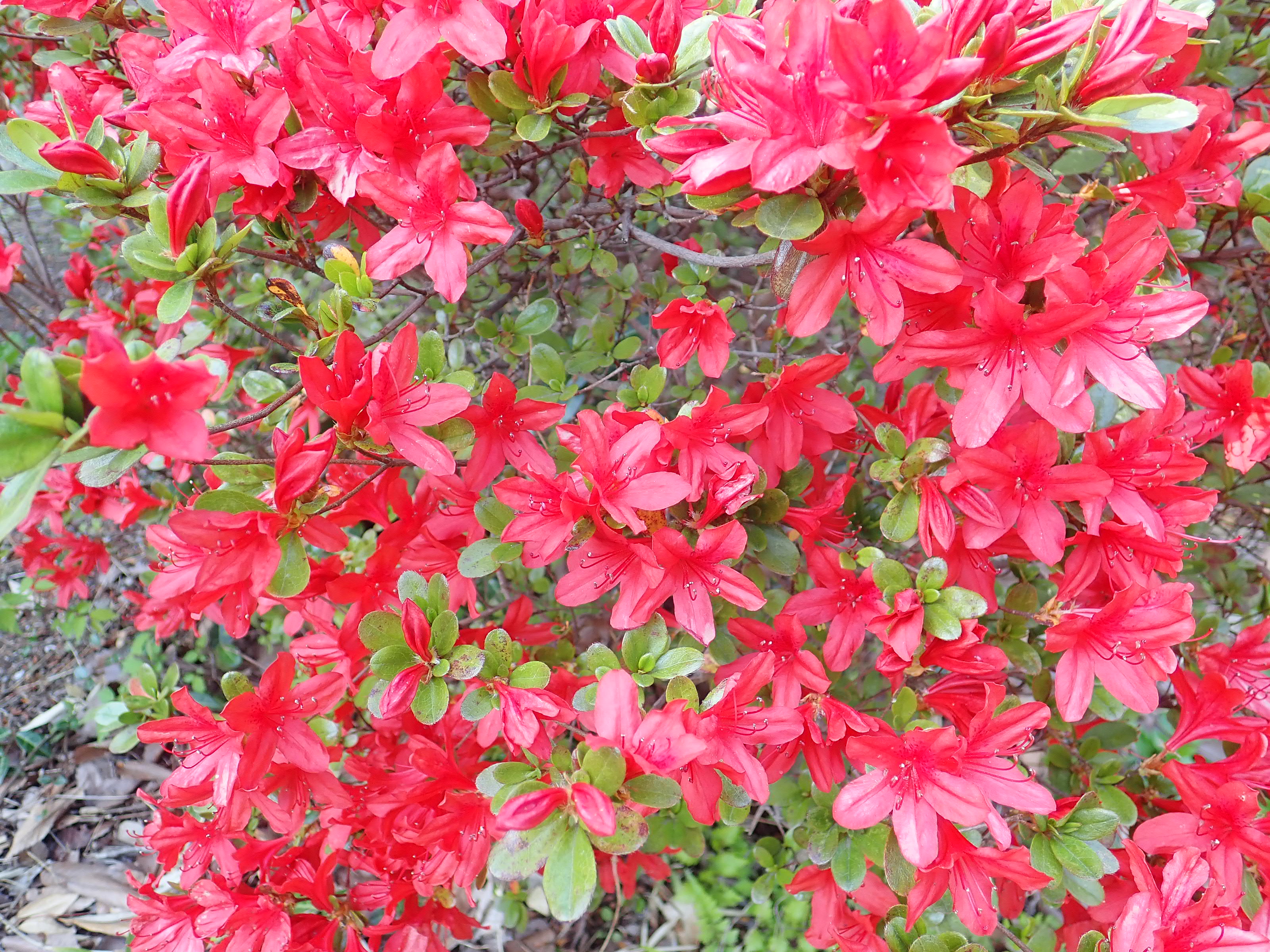 神代植物公園 ニュース スタッフより 園芸係 つつじ園のツツジ 本霧島 ほんきりしま の花が見ごろです 本霧島 は 真紅の花を咲かせる品種 江戸期の正保年間 1644 1648 に薩摩国霧島山中より出て 大坂へ そこで5本に増殖され