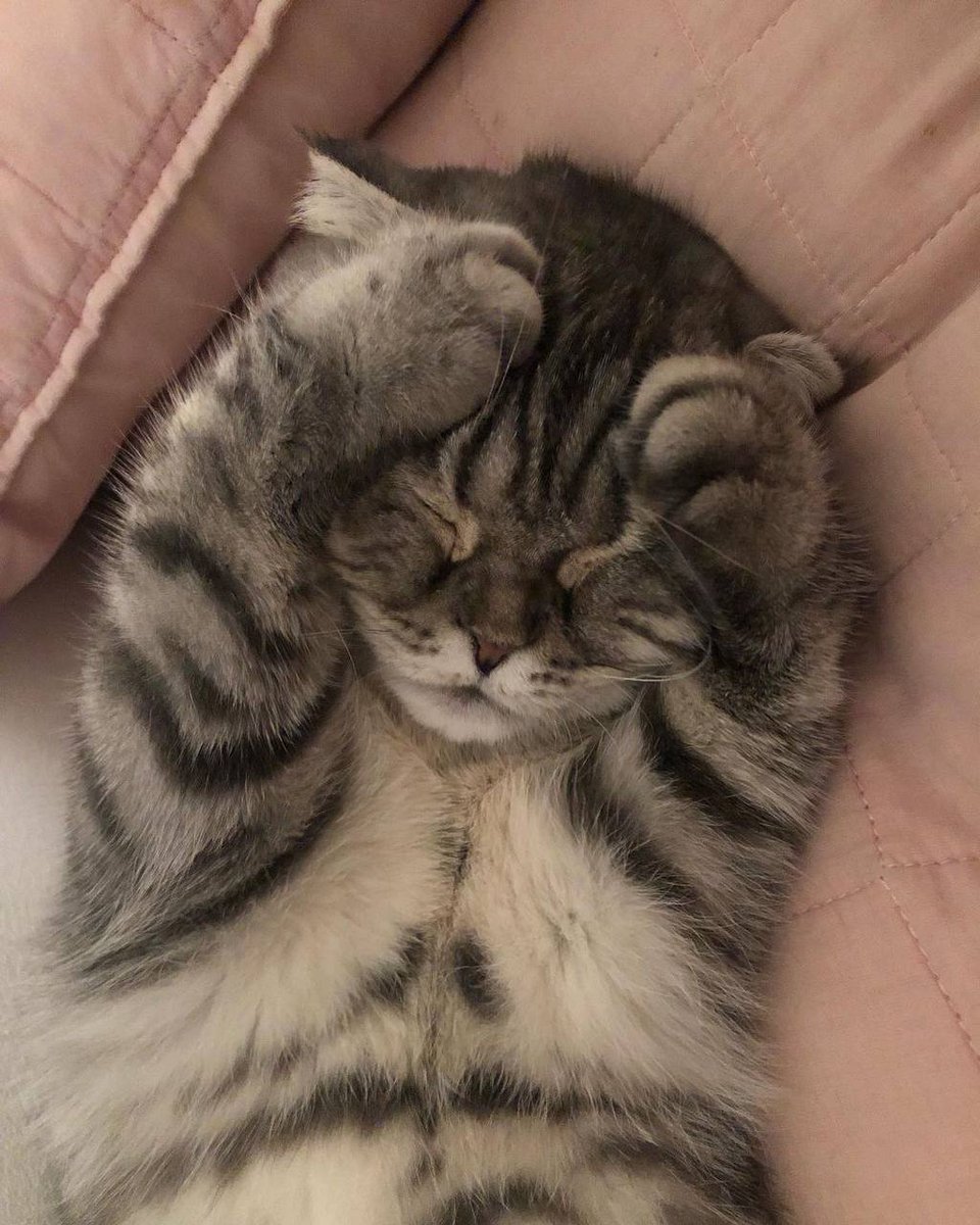 cats with powerful impression 🐾 tweet media