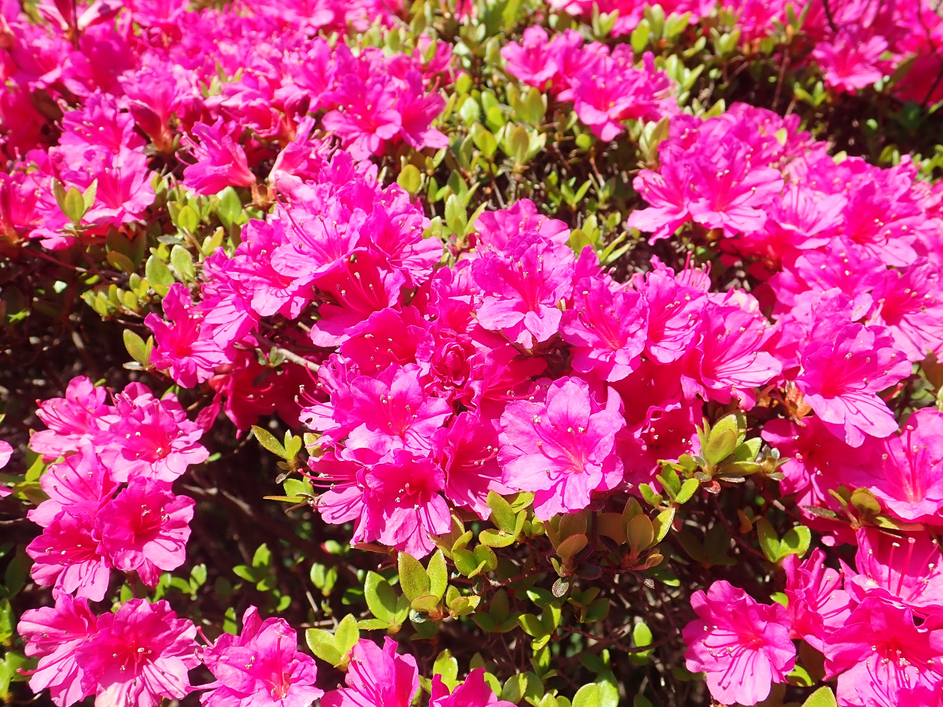 神代植物公園 ニュース 在 Twitter 上 スタッフより 園芸係 つつじ園のツツジから 見ごろの花をご紹介 写真は クルメツツジ 胡蝶 こちょう 紫色 二重 二段咲き の小輪品種 クルメツツジは 江戸時代の末期 九州久留米地方で品種改良が始まった