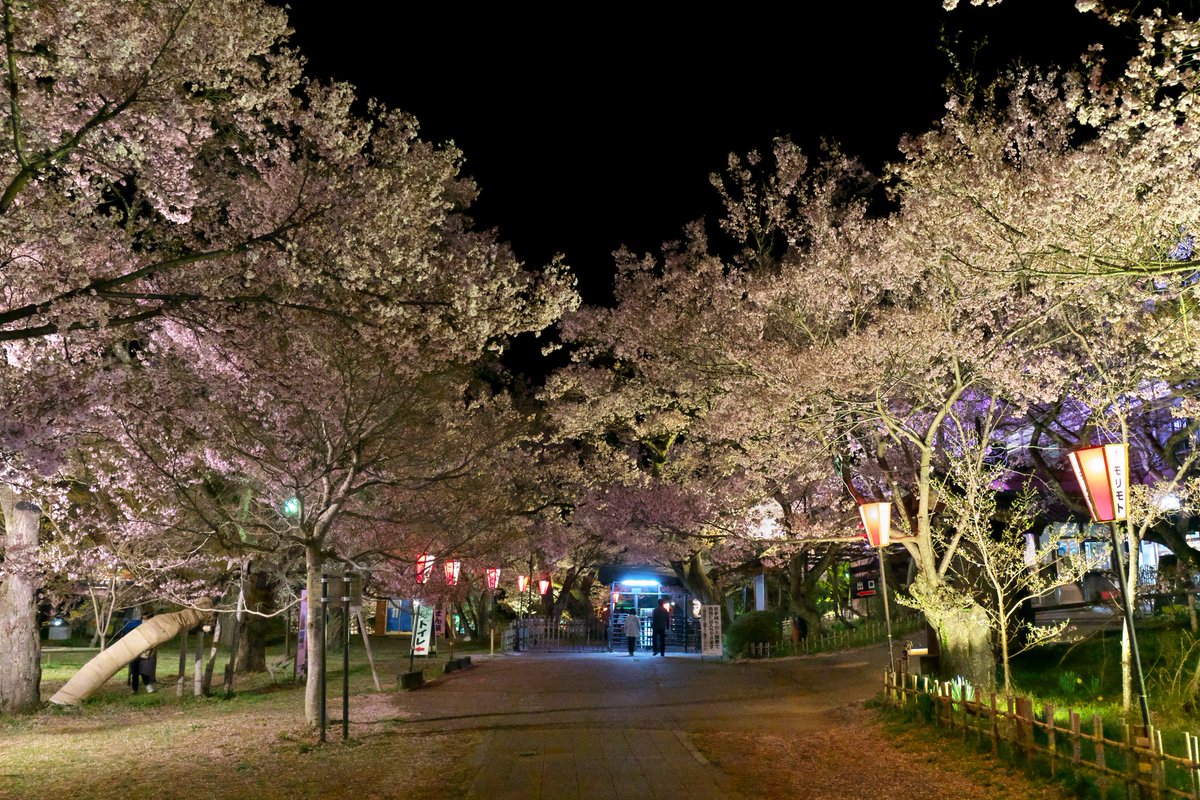 3150taka88's tweet photo. 21/04/07@高遠城址公園夜桜たか散歩②
#高遠城址公園
#高遠桜
#高遠夜桜
#夜桜
#コヒガンザクラ
#ライトアップ
#オリオン座
#Canon
#EOS5DMark2(1.2.3)
#EF35mmF2 IS USM(1.2.3)
#LeicaQ(4)
#Type116 https://t.co/8SRMlzgtNl