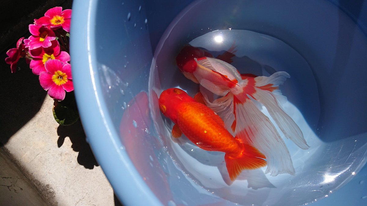 Uzivatel こう きらきら金魚 Na Twitteru 水換えを待たされる 大きい金魚たち まだかなぁ はーい 急いでまーす 金魚