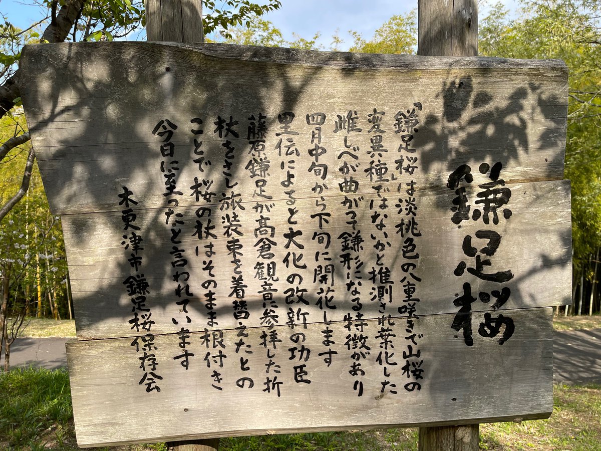 チーバくんプラザ 公式 こんにチバプラ 今日 木更津市の天気は快晴でとっても気持ち良いでプラ 木更津市は 鎌足桜が見頃を迎えてるプラ 千葉県観光情報館 チーバくんプラザ 三井アウトレット木更津 鎌足桜 木更津市の天気は快晴 チーバくんプラザ 公式 こんにチバプラ 今日 木更津市の天気は快晴でとっても気持ち良いでプラ 木更津市は 鎌足桜が見頃を迎えてるプラ 千葉県観光情報館 チーバくんプラザ 三井アウトレット木更津 鎌足桜 木更津市の天気は快晴