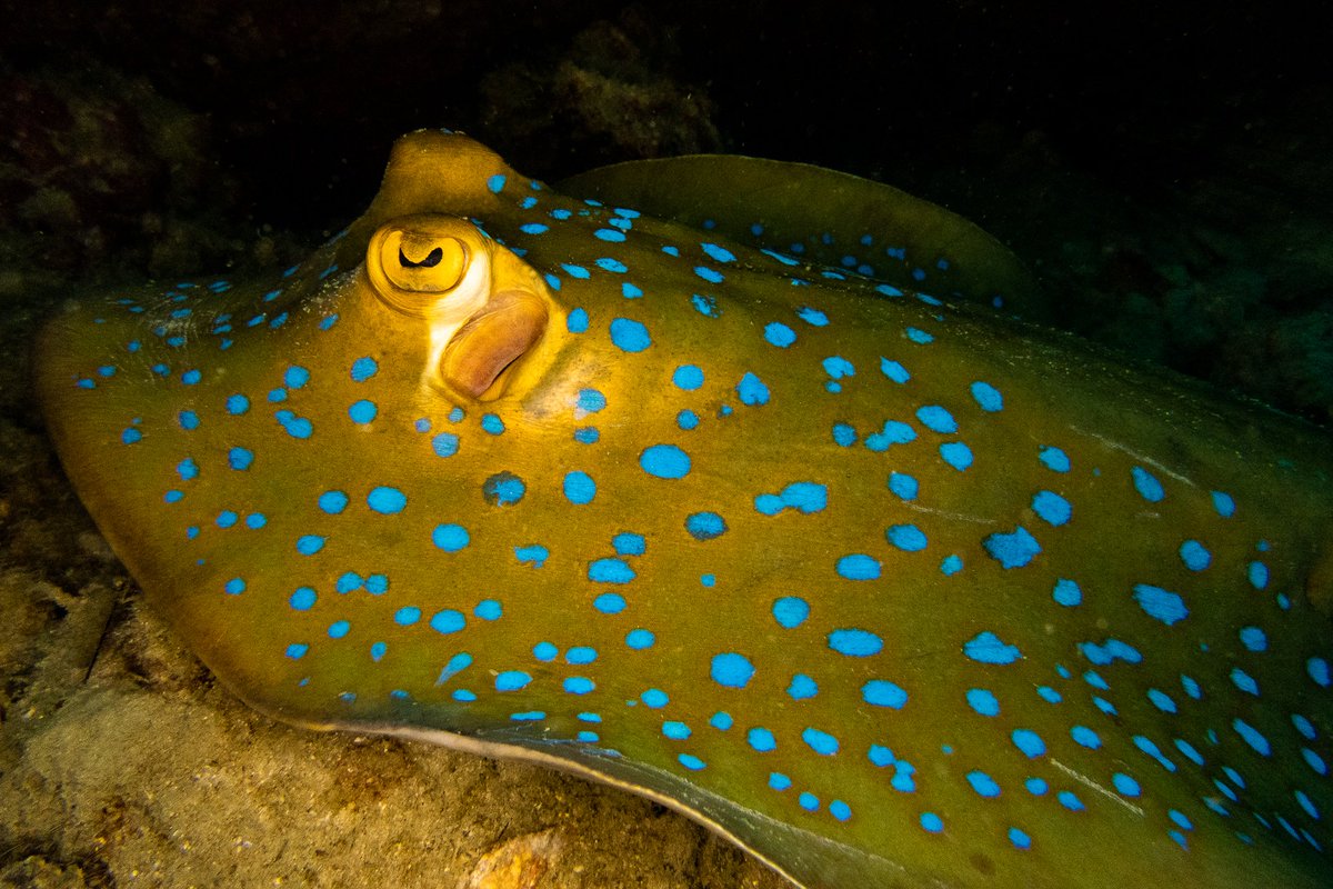 We saw lots of blue spotted ribbontail rays during the 3 dive Night Specialty program we conducted this week 

#nightdiving #marinelife #kohtao 

blackturtledive.com/padi-specialty…
