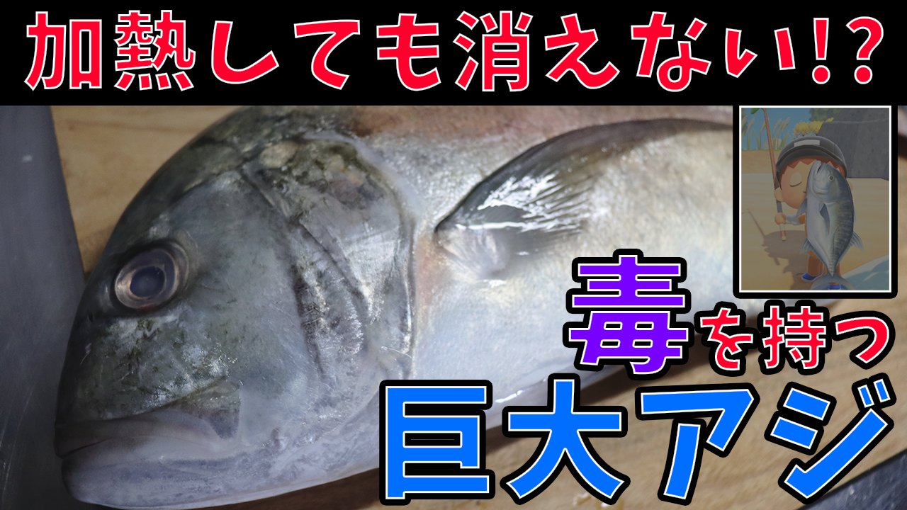 ツキヂ 築地キッチン 料理系youtuber やっと時間作れて 31本目の動画投稿出来ました あつ森とか水族館でも見ることはあるけど その味は果たして 意外と知られていない中毒毒を持つアジを捌いて食べたら マジで美味しかった シガテラ毒 動画 は ツキヂ 築地キッチン 料理系youtuber やっと時間作れて 31本目の動画投稿出来ました あつ森とか水族館でも見ることはあるけど その味は果たして 意外と知られていない中毒毒を持つアジを捌いて食べたら マジで美味しかった シガテラ毒 動画 は