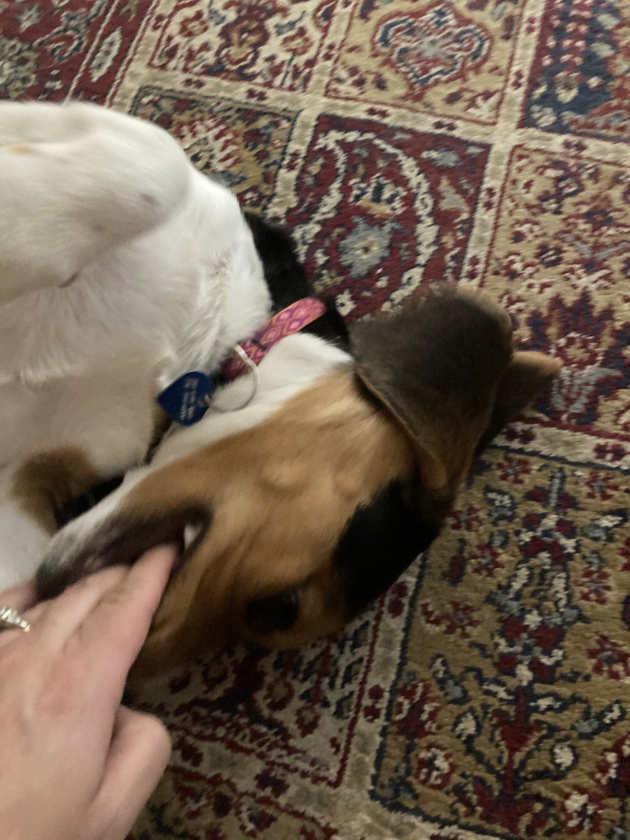 zedtweetz's tweet image. This is the only week that play biting from our #covidpup has been allowed. Our canine suddenly has no canines. About five teeth lost in one week! #toothlesswonder baby #beagle gumming everything in sight...