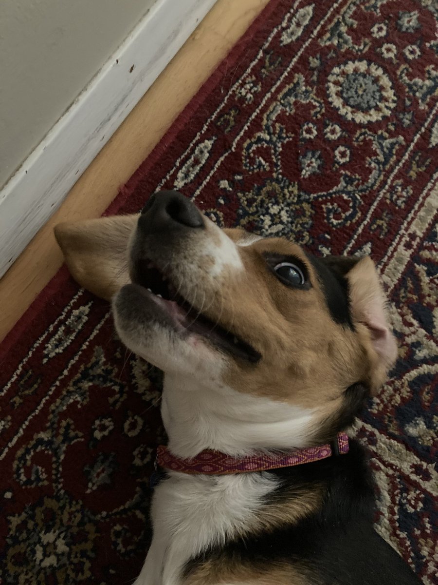 zedtweetz's tweet image. This is the only week that play biting from our #covidpup has been allowed. Our canine suddenly has no canines. About five teeth lost in one week! #toothlesswonder baby #beagle gumming everything in sight...