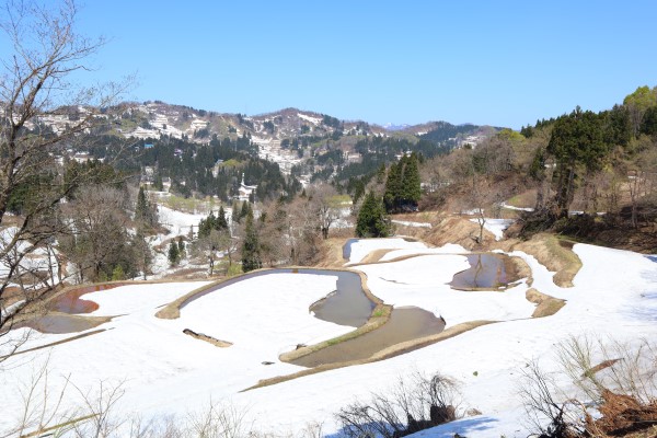一社 十日町市観光協会 桜情報 儀明の棚田 桜開花状況 つぼみ 松代エリア 儀明の棚田 の桜の様子です 雪解けが進み田んぼの畔が見えてきました 桜のつぼみはまだ固いようです 遠目に見ても全体的に白っぽいです 一社 十日町市観光協会 桜情報 儀明の棚田 桜開花状況 つぼみ 松代エリア 儀明の棚田 の桜の様子です 雪解けが進み田んぼの畔が見えてきました 桜のつぼみはまだ固いようです 遠目に見ても全体的に白っぽいです