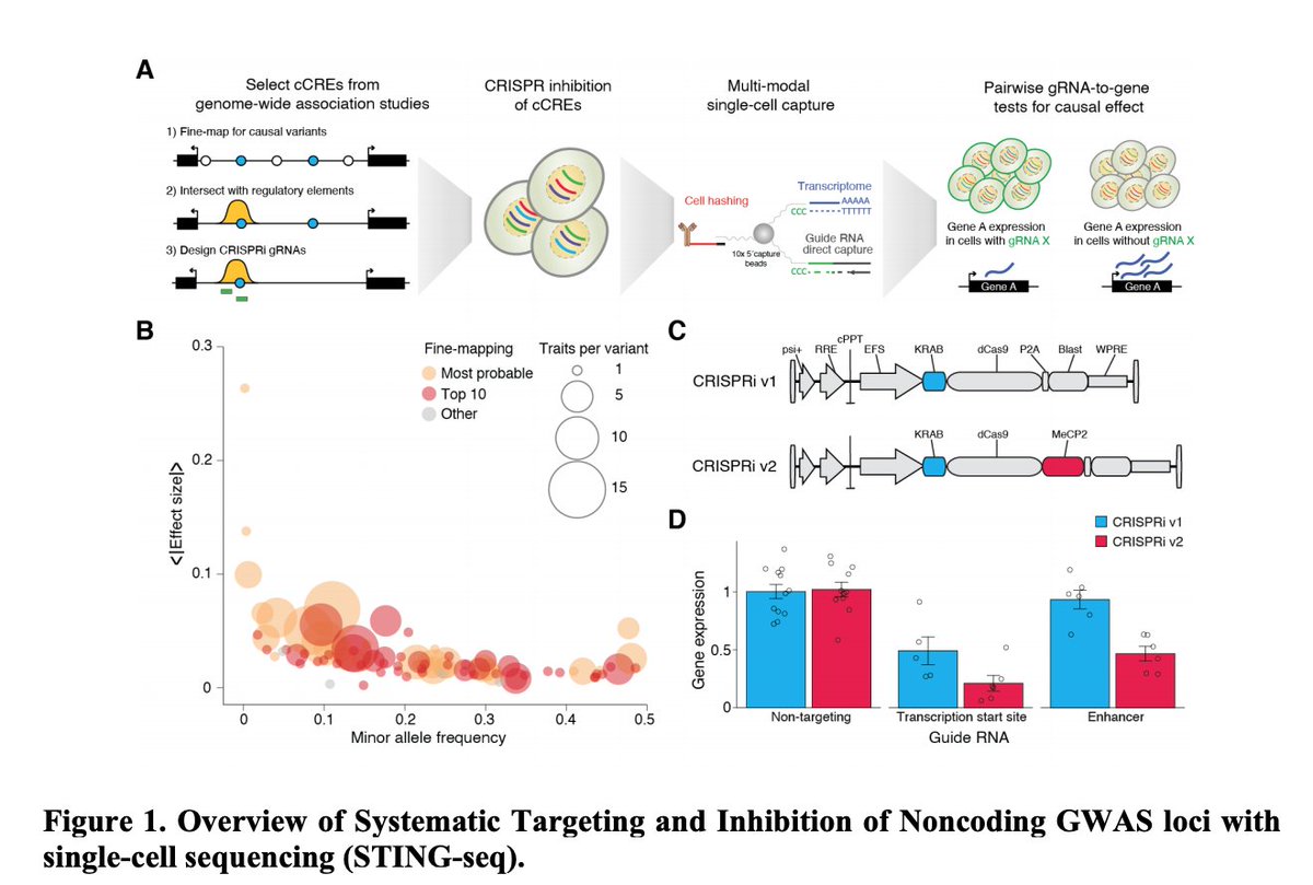 A game changer - identifying target genes in cis and/or trans for multiple GWAS plausible causal variants in single cells at scale! Beautiful work (STING-seq) led by <a href="/johnomix/">John Morris</a>, <a href="/tuuliel/">Tuuli Lappalainen</a> &amp; <a href="/nevillesanjana/">Neville Sanjana</a>! biorxiv.org/content/10.110…