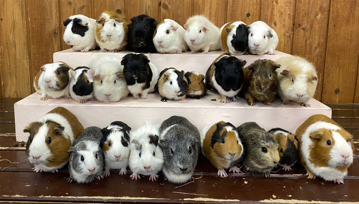 熊本市動植物園 公式 ふれあい広場より 去年はコロナ禍で出来なかったあのイベントを開催します 第4回 モルモット総選挙 今回は総勢48頭が出場します ぜひ推しメンならぬ 推しモルを見つけて投票して下さい 熊本市動植物園 ふれあい広場 熊本市動植物園 公式 ふれあい広場より 去年はコロナ禍で出来なかったあのイベントを開催します 第4回 モルモット総選挙 今回は総勢48頭が出場します ぜひ推しメンならぬ 推しモルを見つけて投票して下さい 熊本市動植物園 ふれあい広場