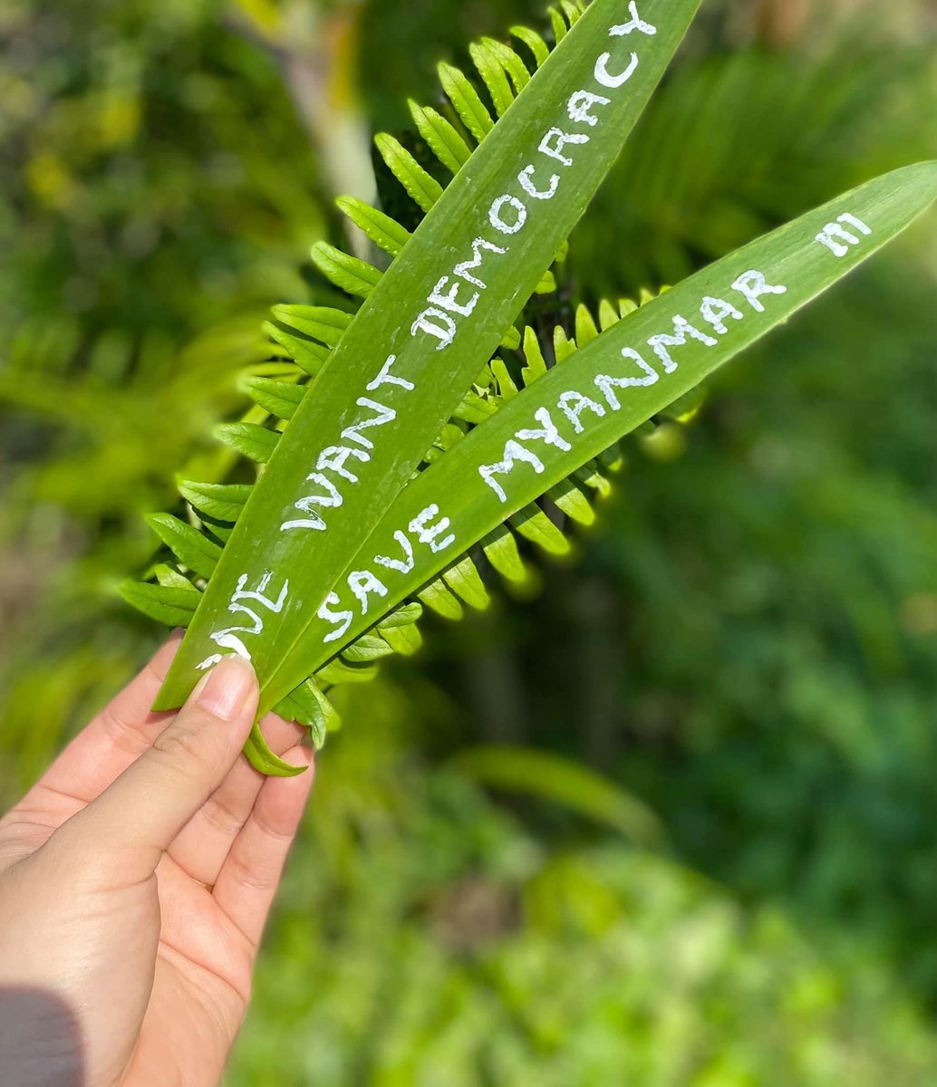 PPPThin's tweet photo. Every single leaves are fallen and newer leaves are waiting to bloom 🪴🌱. May our country reborn with stronger and brighter future in this Spring Revolution. Photos credit. #GreenDayStrike #Apr11Coup #WhatsHappeningInMyanmar https://t.co/pp4NfcZ5kD