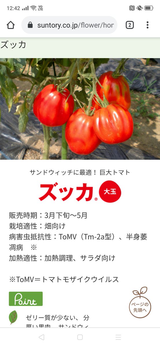 3Ayaco's tweet photo. サントリーフラワーズの「欧州グルメセレクション」シリーズで「ズッカ」として売られているトマト。
イタリアの名品種cuor di bueの系統だと明記されているけど、これ、本当はbeaf steakだった！！
フランスですでに取り違えられている模様。

https://t.co/1OZmnRThaS https://t.co/VfHT7PjA69