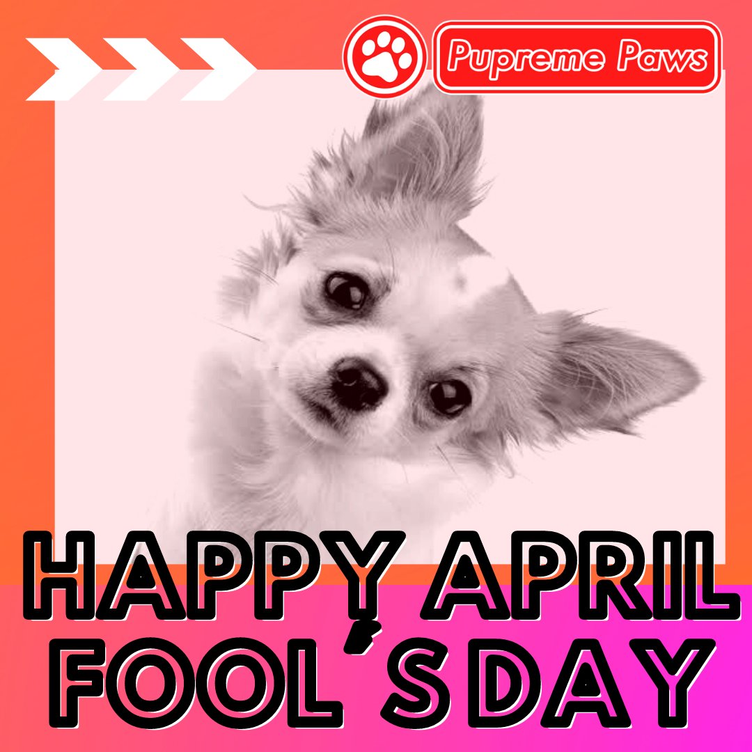 PupremePaws's tweet photo. 🌟Happy April Fool's Day https://t.co/CTldMbjq0W
#pupremepaws #pupreme #doglife🐾👣 #doglifes #doglifejacket #doglife🐶 #dogofmylife #dogofday #dogoftheworld  #dogofig #dogofinstaworld #dogoftheweek  #dogstuff #dogofthedayjp #dogofinstagram #dogoftheday #dogsofinsta #dogs https://t.co/zGkdWby9hE