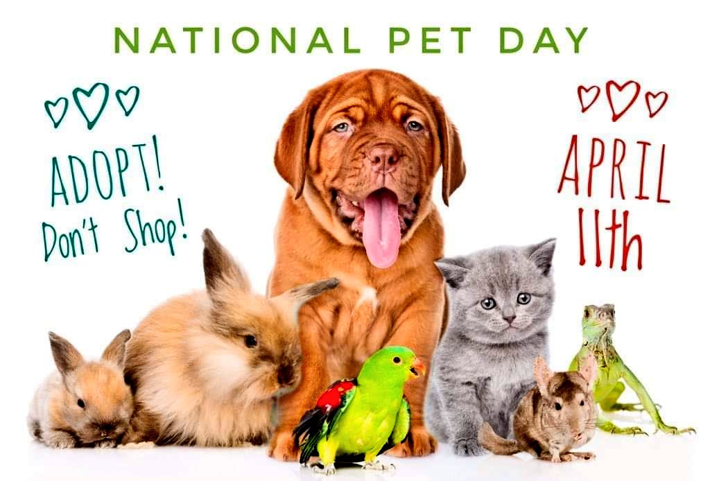 April 11th #HappyNationalPetDay
#AdoptNeverShop
#AdoptDontShop 
#NationalPetDay