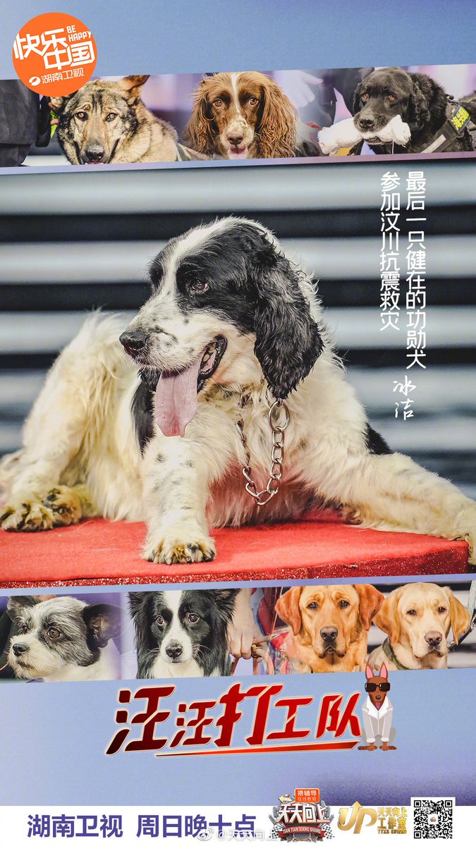 Tea_Teya_'s tweet photo. 《Day Day Up》episode tonight (“汪汪打工队” aka Wang Wang Work Team) is about service dogs, they are guide dogs who are trained to provide assistance to an individuals with a disability. 🦮🥰  Later at 10pm cst! 

《#我亲爱的小洁癖》 #UseForMyTalent
#ShenYue #沈月
#JasperLiu https://t.co/EROpeHu0tO