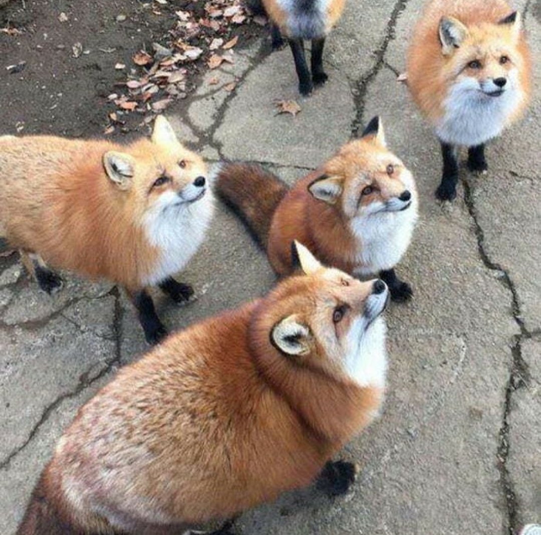 Eyr-x3SVgAcSADm?format=jpg&name=orig