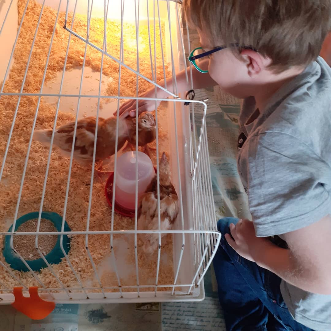 Jo_Dodson123's tweet photo. Our fluffy house guests have arrived to stay for a few days. 🐥🐥🐥 The kids are so excited. #chicks #cometostay https://t.co/QszSbdD4IN