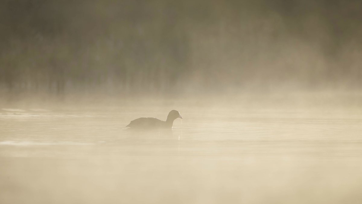 paulmiguelphoto's tweet photo. Misty shots on the water. Coot and male Tufted Duck. Get to know your local sites - and be there when conditions are perfect! @CanonUKandIE #canon #induro #manfrotto @InduroTripods #mist #cold #April https://t.co/vgivSHeW0i