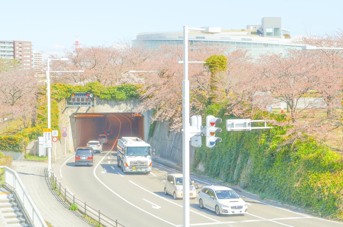 vlog_hack's tweet photo. アニメのように美しい新潟の春 https://t.co/7KwF1EHKpP