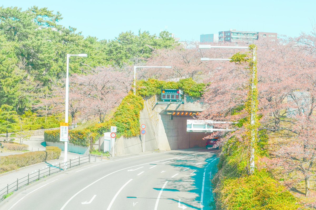 vlog_hack's tweet photo. アニメのように美しい新潟の春 https://t.co/7KwF1EHKpP