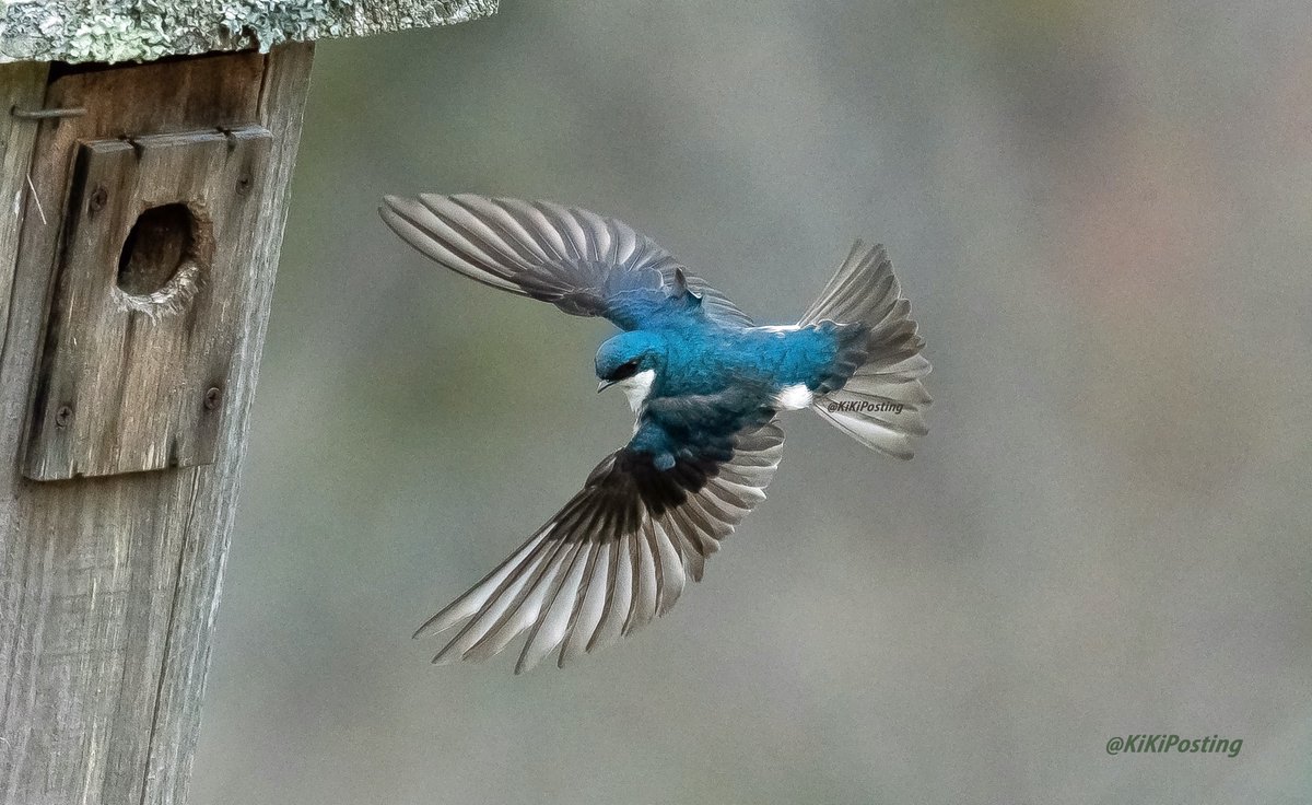 This tree swallow shows off his wings ~  #wildlifephotography #wildlife #birdphotography #photography #nature #NaturePhotography #naturelovers #TwitterNatureCommunity #Peace #Harmony #Tranquility #Zen #happiness #birds #wings #treeswallow #fly #flying #flight #beauty #wow #pretty