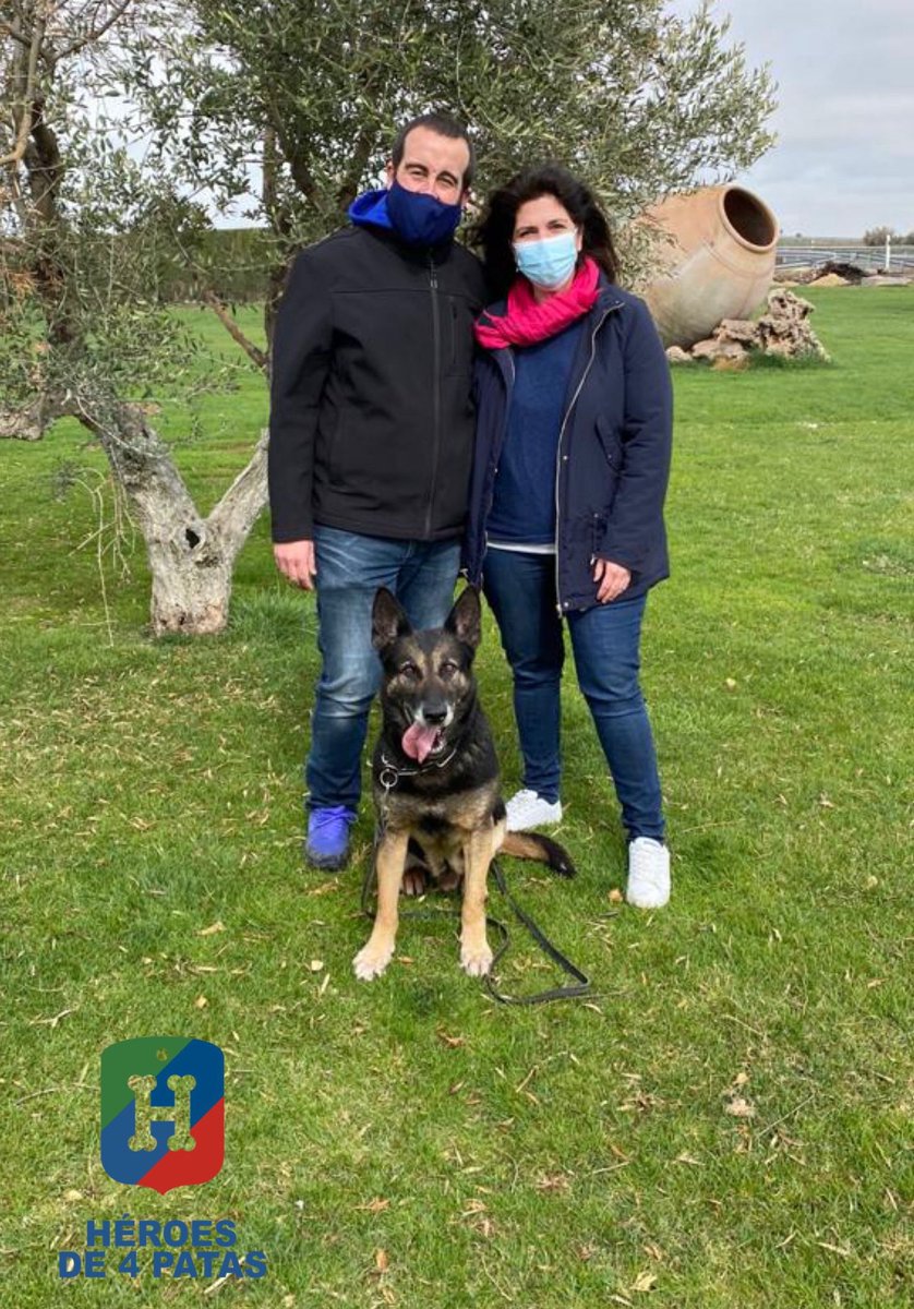 heroesde4patas's tweet photo. Ayer fue un día muy especial, #Burbo de @policia conocía a su nueva familia. Parece que la adaptación va viento en Popa. Gracias a su guía Alejandro por la confianza y le damos todo nuestro animo pues sabemos que la despedida no es nada fácil. #AdoptaUnJubilado. https://t.co/uVIGHwny0t