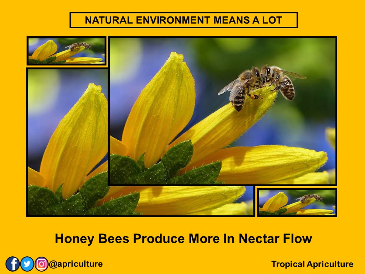 apriculture's tweet photo. A healthy conservative natural environment means a lot to people, animals and social insects; honey 🐝bees. Honey bees produce more where there are no distractions and during nectar flow.#biodiversity #conservation #forest #environment #nectarflow #honeydecay #tropicalapriculture https://t.co/DfNCS6lK4r