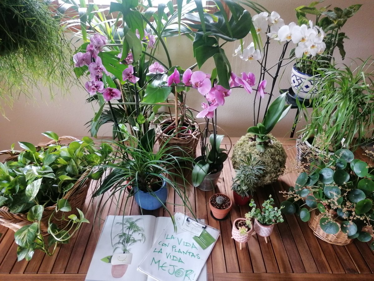 QuercusMadrid's tweet photo. Domingo de lluvia, día perfecto para cuidar las plantas de interior de casa.👨‍🌾👩‍🌾🌿
Riega (cuidado con los excesos), pulveriza, abona, elimina hojas secas, añade sustrato si es necesario y sobre todo dales mucho amor 😍#FelizDomingo #LaVidaConPlantasLaVidaMejor #plantasdeinterior https://t.co/y40yWxdAYq