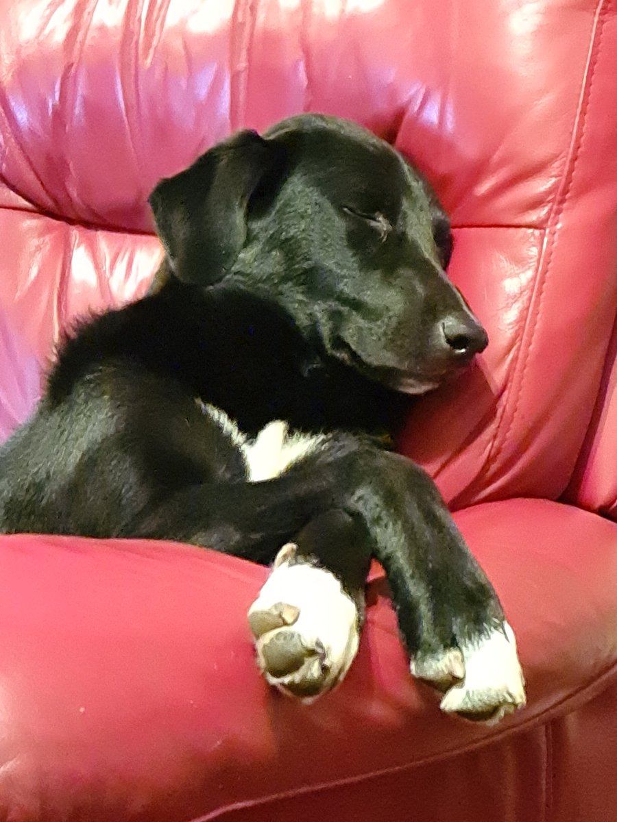 meatchtim's tweet image. As it's #NationalPetDay here's Hera looking innocent! 1 year old Romanian Bucovina/Corb X. Thanks Angel Watch Rescue &amp;amp; Rehome ❤