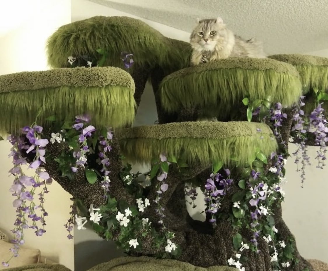 hollywood kitty condo