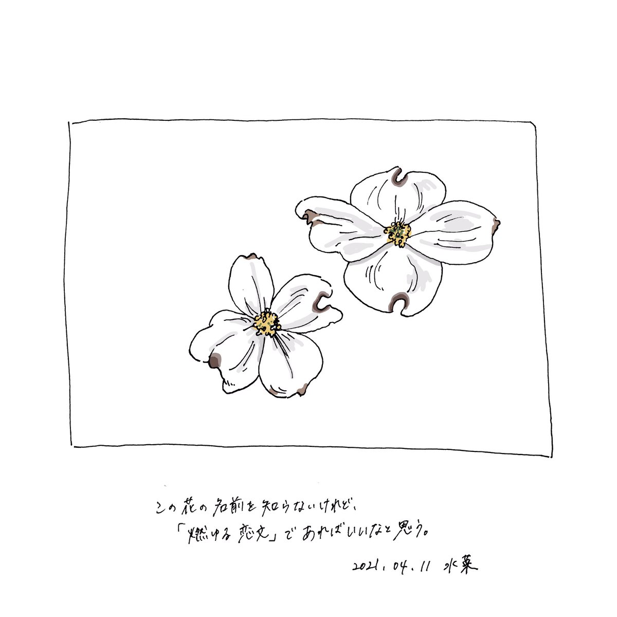 最近お散歩中に見たものをザクザクと描く

植物の名前がわからないということについて 