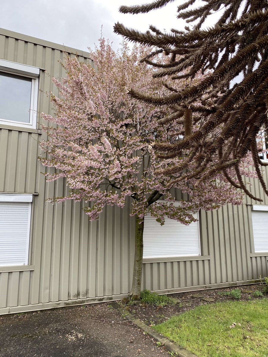 Deze #schoonheid staat nogal #verborgen in #Kesteren #betuwe in #bloei