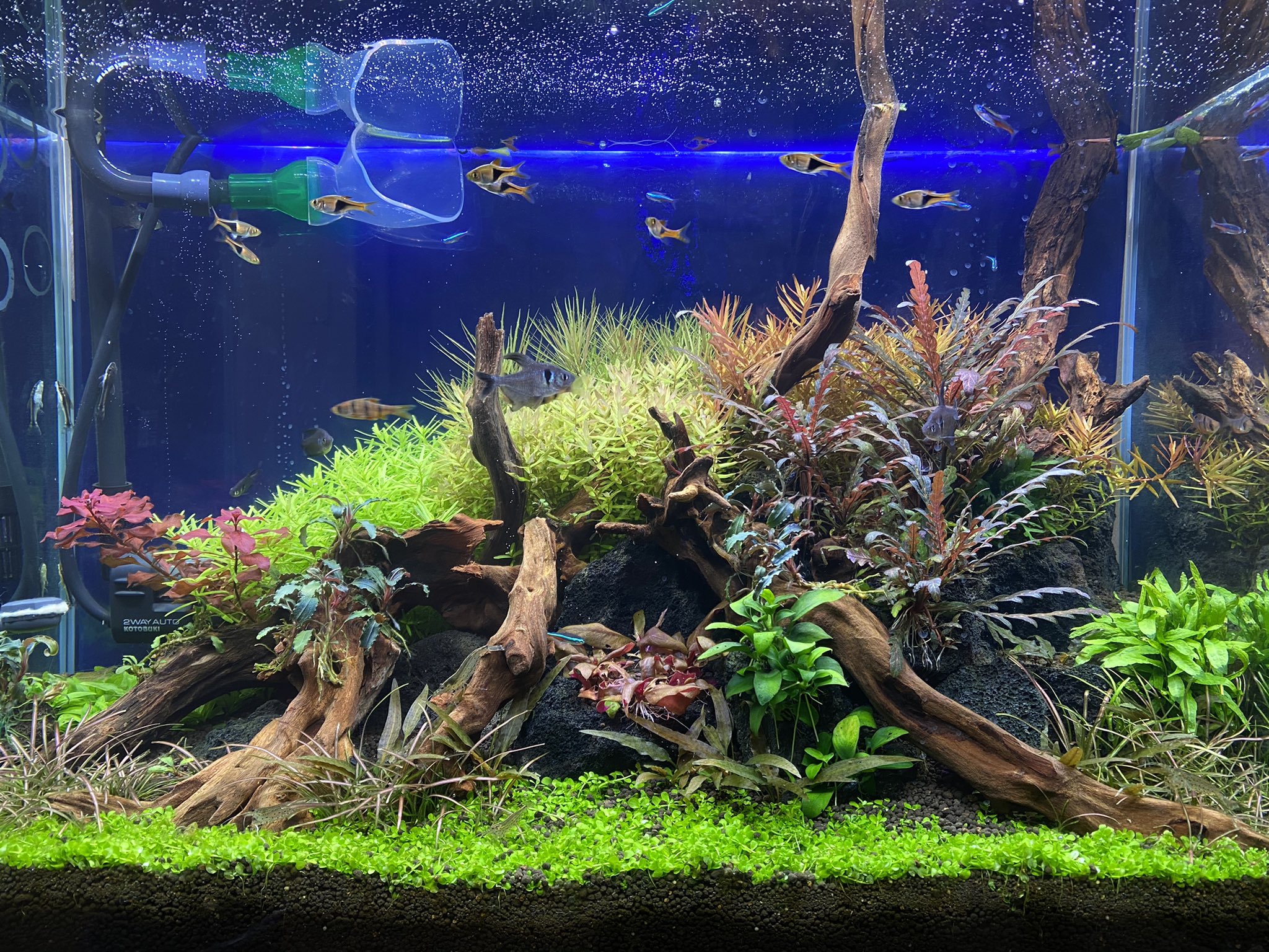 水草太郎 水槽の水が透明になるのに3日かかった やっぱ夜間のエアレーションは必須ですね T Co Ksuhxkjcel Twitter 水草太郎 水槽の水が透明になるのに3日かかった やっぱ夜間のエアレーションは必須ですね T Co Ksuhxkjcel Twitter