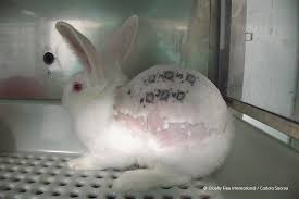 RebrotDe's tweet photo. Exigim el tancament de #Vivotecnia i la custòdia de les seues víctimes a entitats de protecció animal.
@COSCEorg @EARA_ES @AnimalesGob @SergioGaTorres @MSocialGob @policia
@Tras_los_Muros @CaballodeN
#RescateVivotecnia
#NoExperimentaciónConAnimales https://t.co/foK0pM10og
