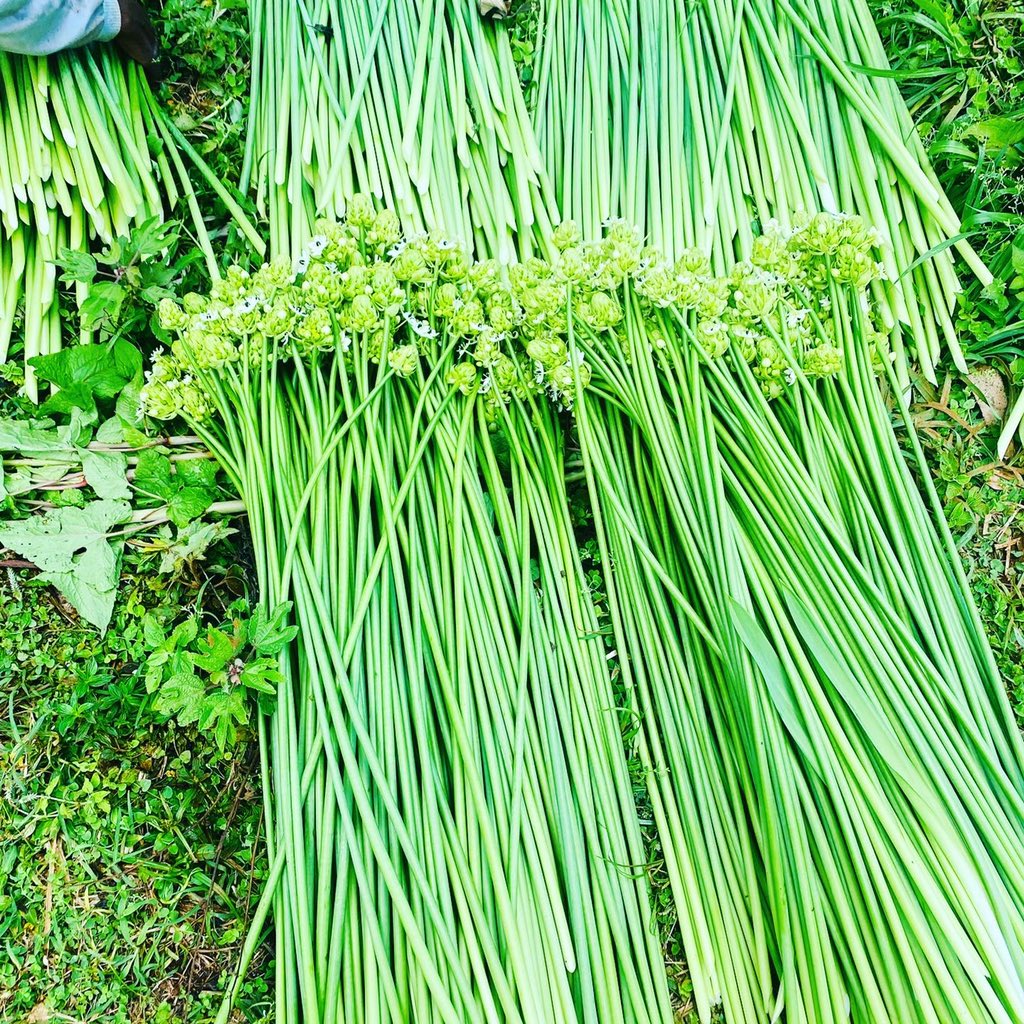 Nasiali_N's tweet photo. Finally, this has been worth the wait, or is it the weight.
#arabicum flowers. https://t.co/8ZNal47Xi0