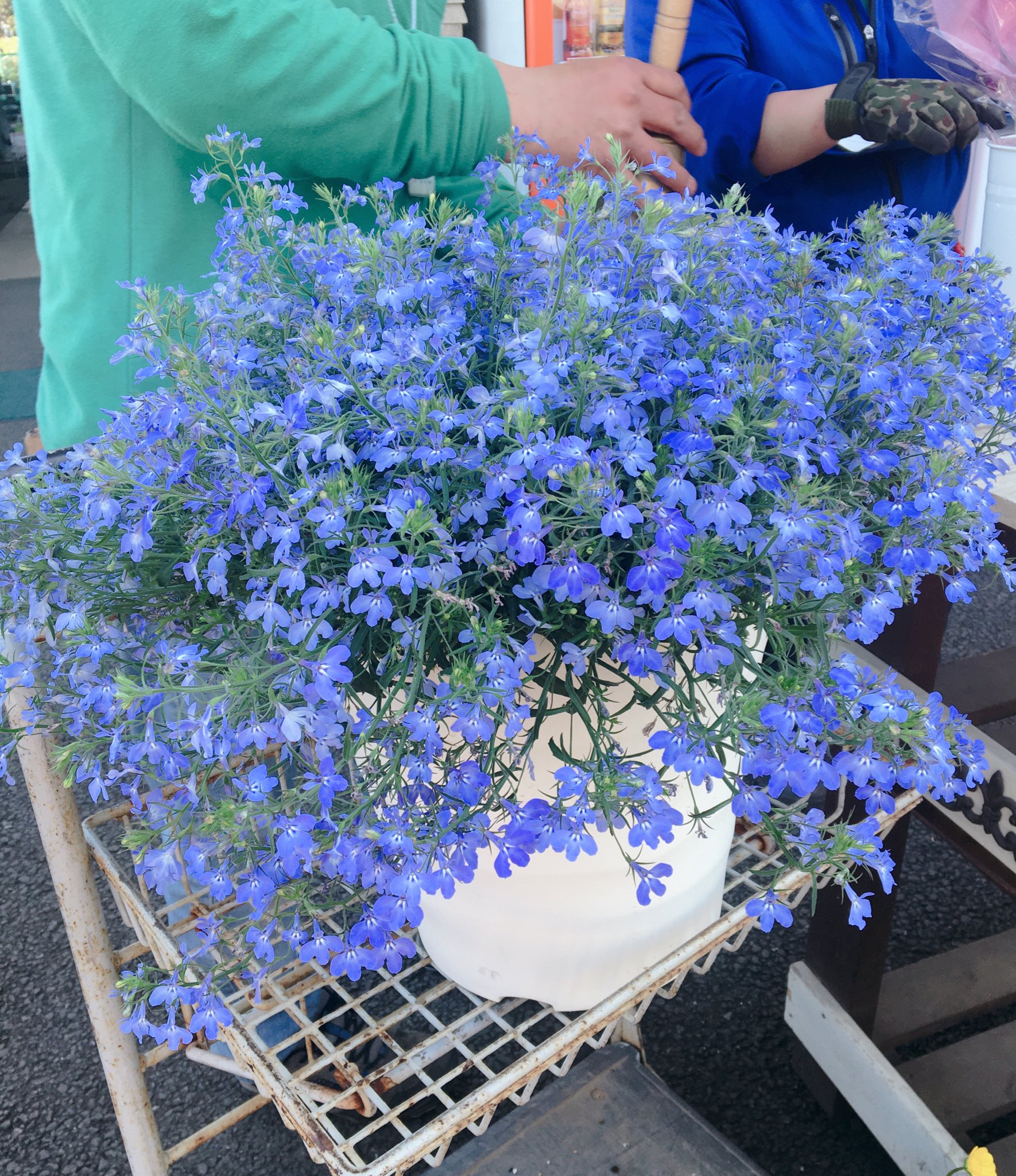 横浜市戸塚区の総合園芸店 グリーンファーム戸塚深谷店 公式 本日開催しました 100円スタートオークションの様子をご紹介します 鉢花 寄せ植え 蘭花 花束など 毎回さまざまなものがオークションにかけられます 中には300円で手に入れる方も 横浜市戸塚区の総合園芸店 グリーンファーム戸塚深谷店 公式 本日開催しました 100円スタートオークションの様子をご紹介します 鉢花 寄せ植え 蘭花 花束など 毎回さまざまなものがオークションにかけられます 中には300円で手に入れる方も