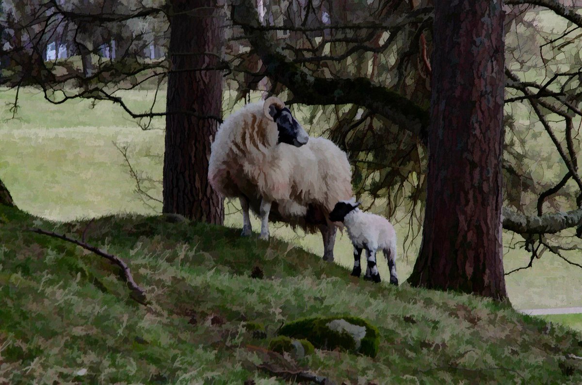 CaptureScotlan1's tweet photo. New Life

‘Only a fool mistakes kindness for weakness. There’s a heart of a lion within the spirit of every lamb.’

What a beautiful sight to see the birth of some new lambs in to this world. 

Images by @stmonicasman taken in Comrie, Perthshire. https://t.co/LDaOsTqRNs