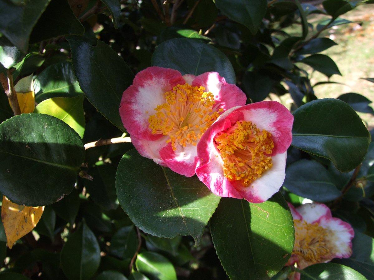 Register for the wonderful FREE online talk by Steve Lyus to be held on the 13th April #camellia #rhododendroncamelliamagnolia #rcmgroup #journey #rhs #travel #sundaymorning #sunday 
eventbrite.co.uk/e/a-galician-j…