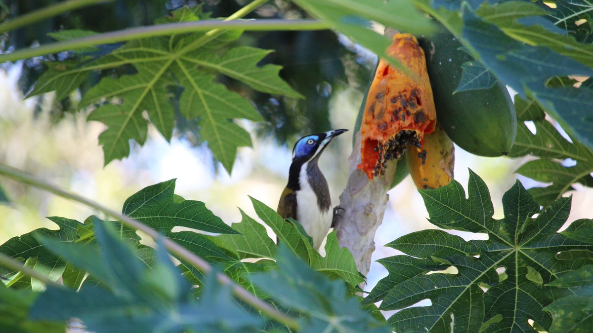 Blue-faced honeyeater enjoying a papaya in my backyard yesterday. Waterford West Qld.  #bird #birds #nature #wildlife 
@BirdlifeOz
 
@UrbanBirdsOz
 
@ABSAbirds
 #notaparrot #australia #BackyardOasis