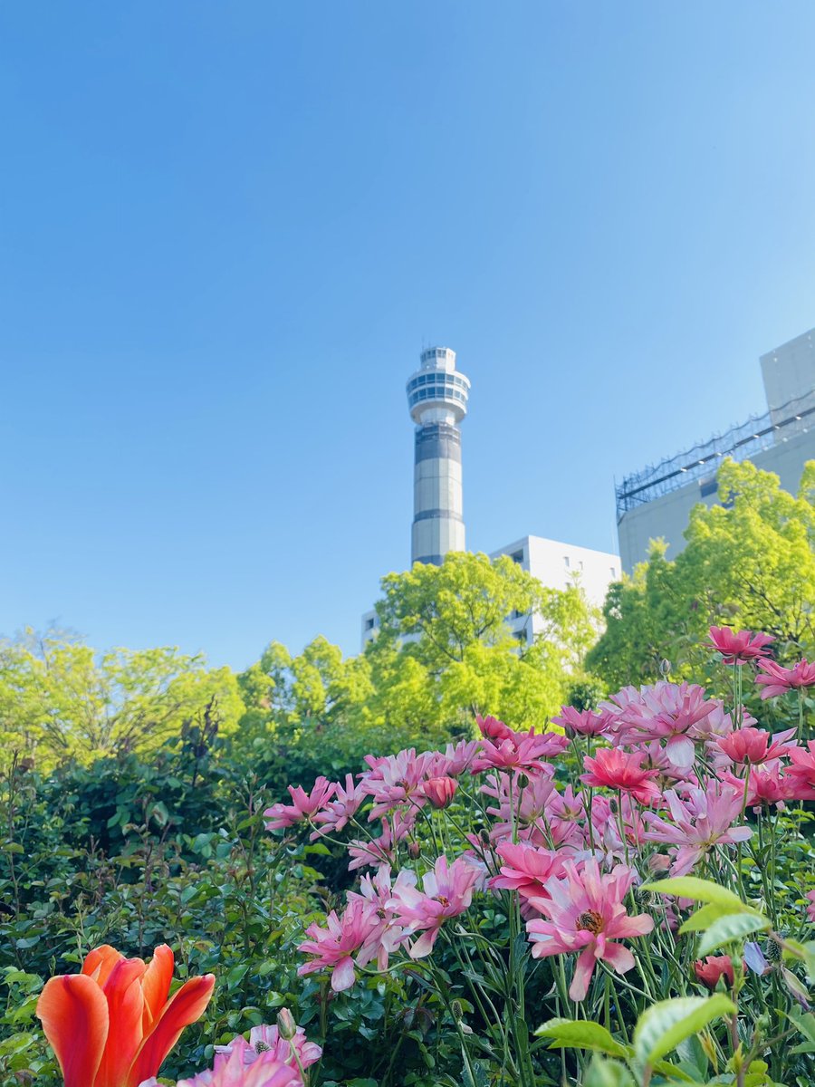 今日の横浜も快晴☀️ 近くの公園では色とりどりの花たちが迎えてくれました。花展二週目、感想を書いてくださった方ありがとうございます。励みになります😊🌸

#横浜 #花展  #癒し #artwork  #イラスト #Artist  #art #絵描きさんと繫がりたい