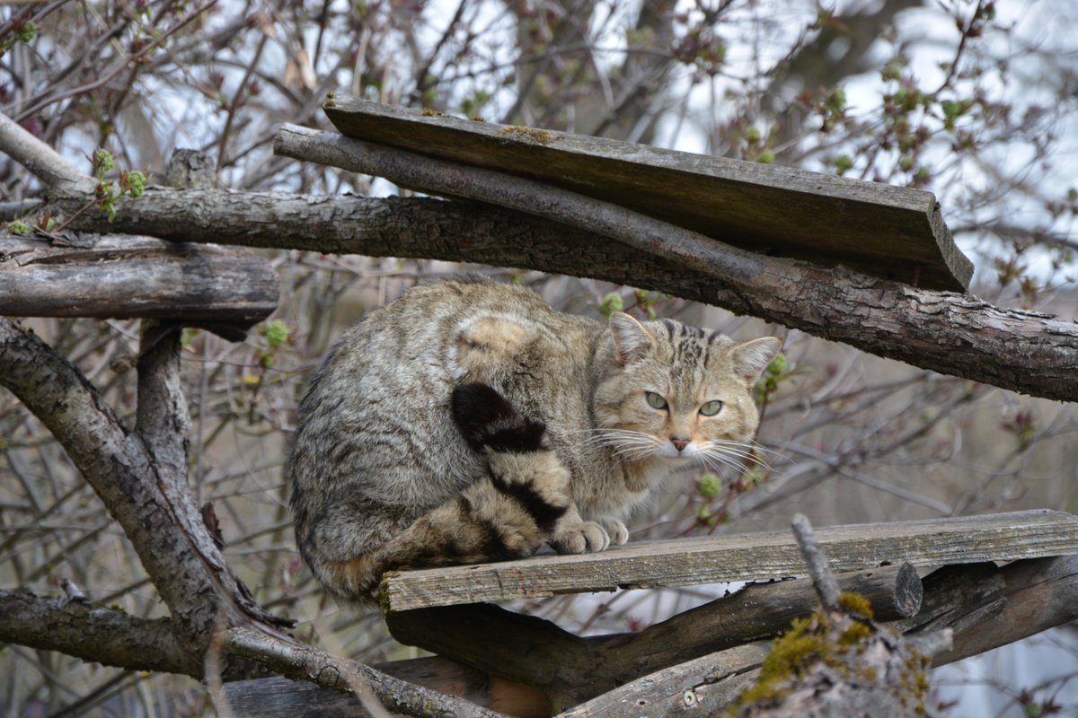 Wildkatzendorf (@wildkatzendorf) on Twitter photo Die Sonne scheint! Wir haben heute 10-18 h geöffnet (nur Freigelände). Emil schaut schon nach den Besuchern! Und alle anderen Katzen und Luchse warten auch schon! <a href="/Wildkatze_BUND/">Wildkatzen retten!</a> <a href="/BUNDth/">BUND Thüringen</a> <a href="/bund_net/">BUND</a> Die Sonne scheint! Wir haben heute 10-18 h geöffnet (nur Freigelände). Emil schaut schon nach den Besuchern! Und alle anderen Katzen und Luchse warten auch schon! <a href="/Wildkatze_BUND/">Wildkatzen retten!</a> <a href="/BUNDth/">BUND Thüringen</a> <a href="/bund_net/">BUND</a>