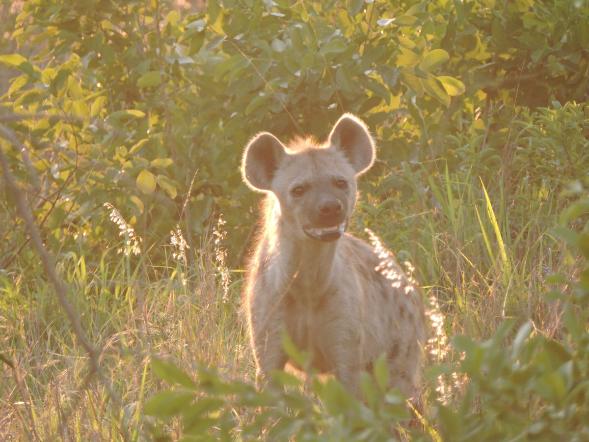 Beautiful morning’s spent on safari are never wasted. #Hamiltonsmoments #exploreHamiltons #ultimateHamiltons